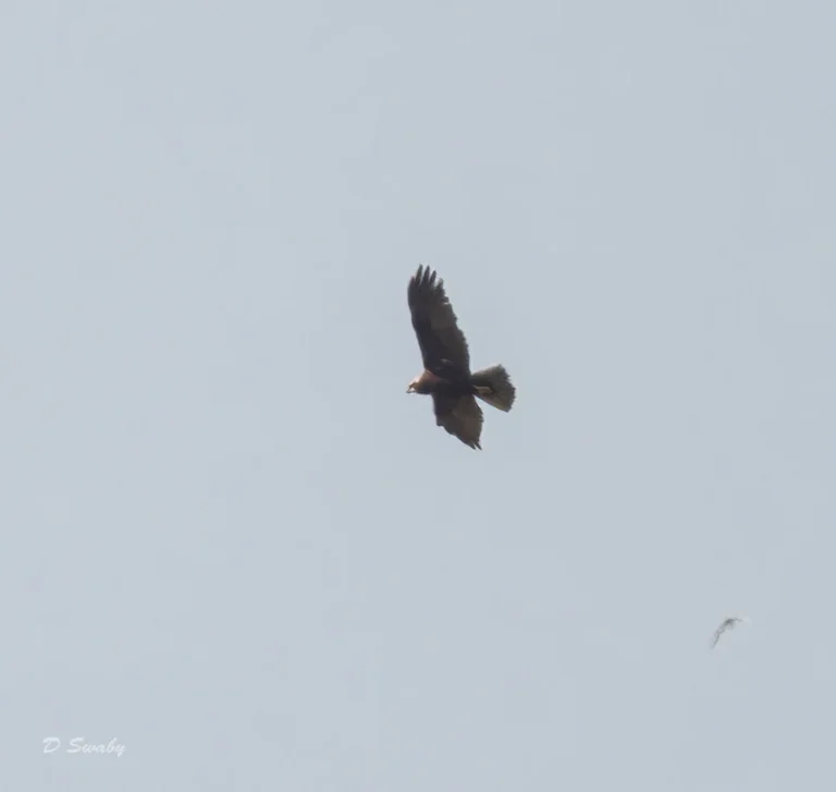 Bird Gallery 2021