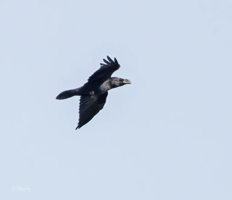 Bird Gallery 2021