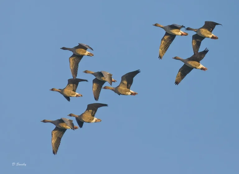 Bird Gallery 2022