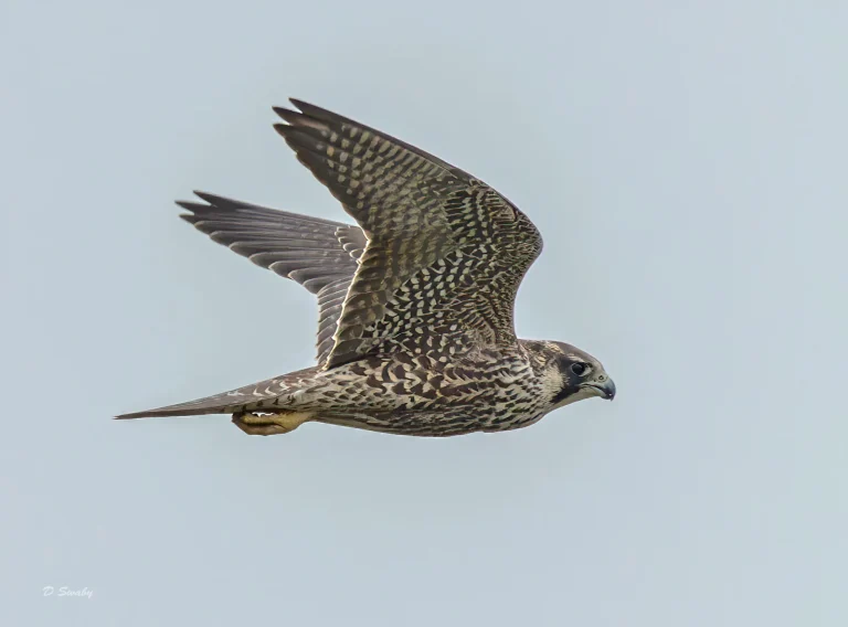 Peregrine Falcon