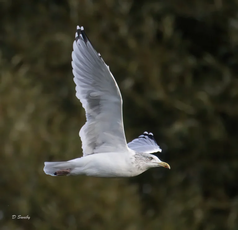 Bird Gallery 2021
