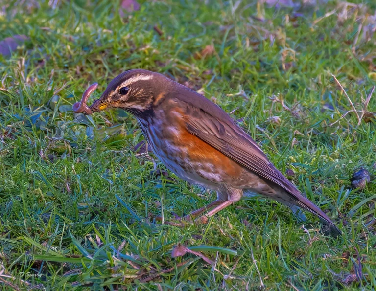 Bird Gallery 2022