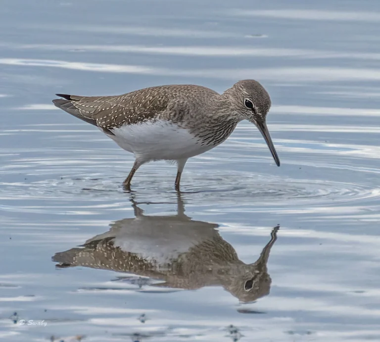Bird Gallery 2022
