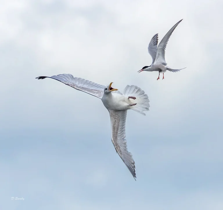 Bird Gallery 2022