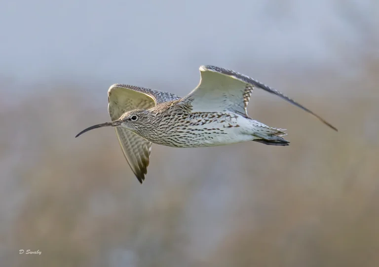 Bird Gallery 2021