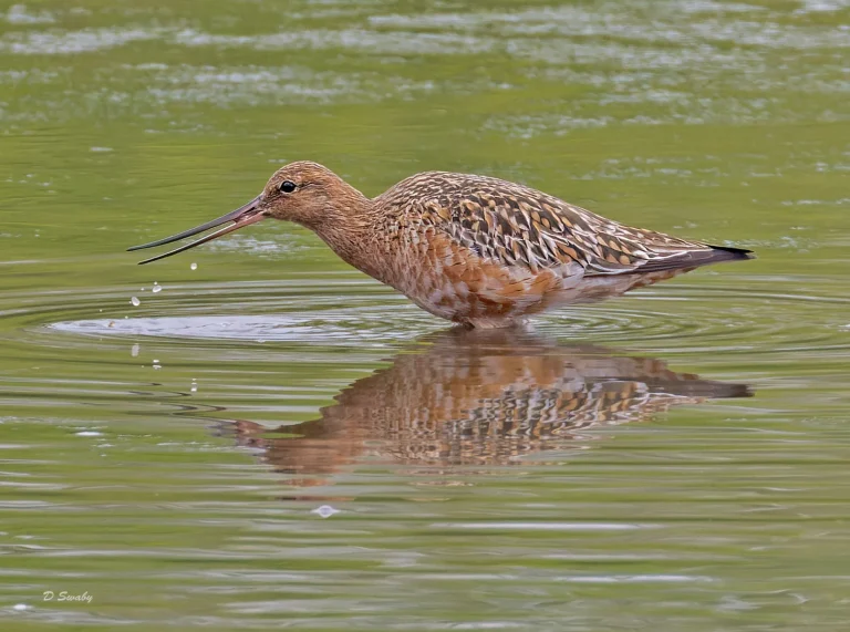 Bird Gallery 2022