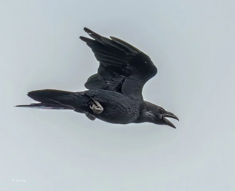 Bird Gallery 2022
