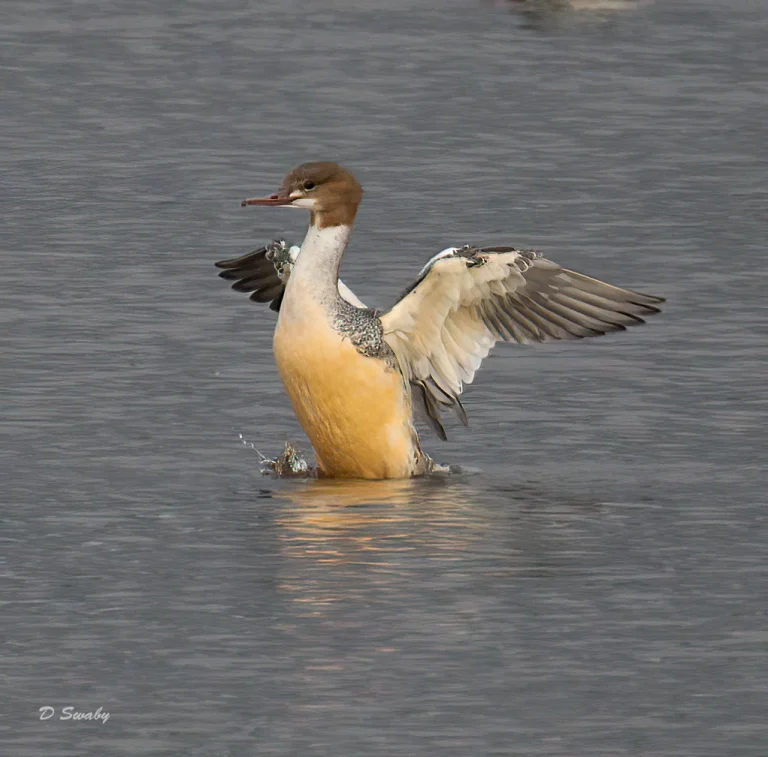 Bird Gallery 2021