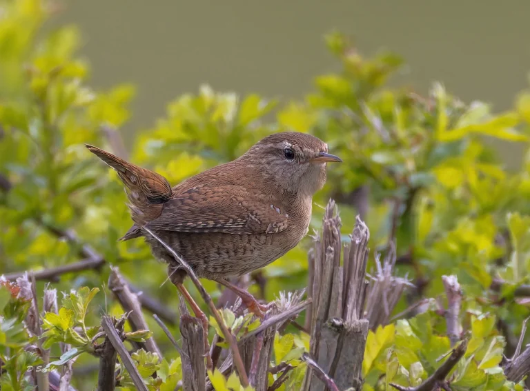 Bird Gallery 2022