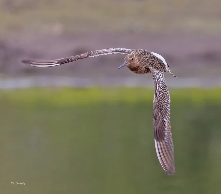 Bird Gallery 2022