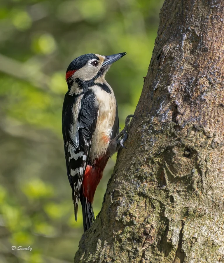 Bird Gallery 2022