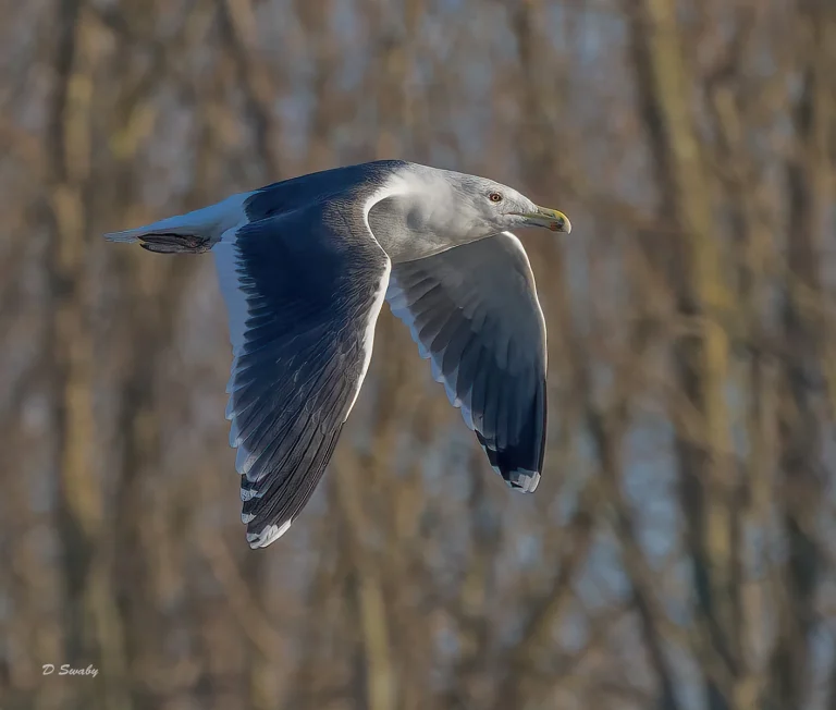 Bird Gallery 2022