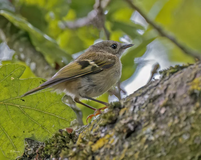 032A4540 Goldcrest
