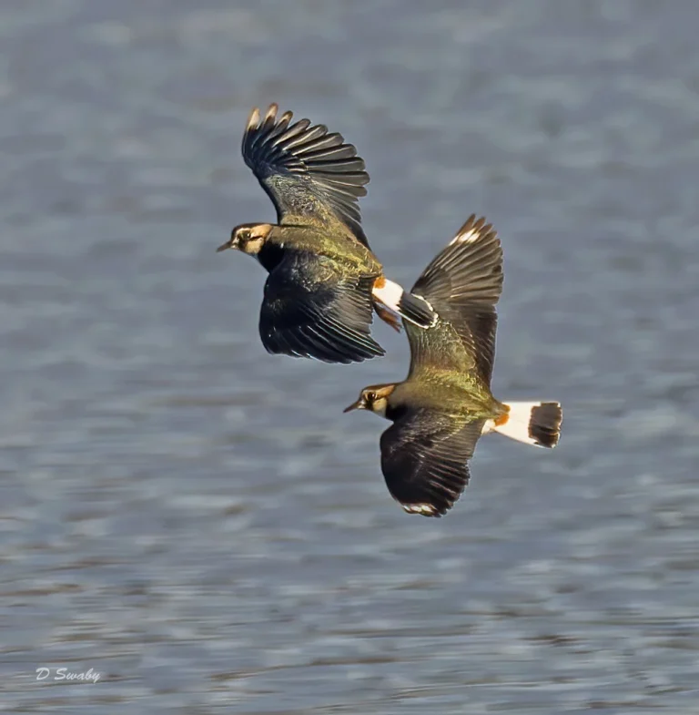 Bird Gallery 2021