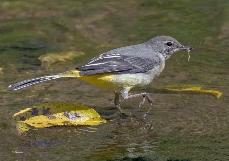 Bird Gallery 2022