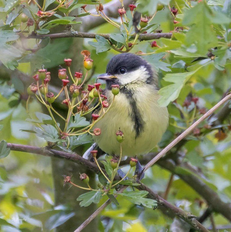 Bird Gallery 2022