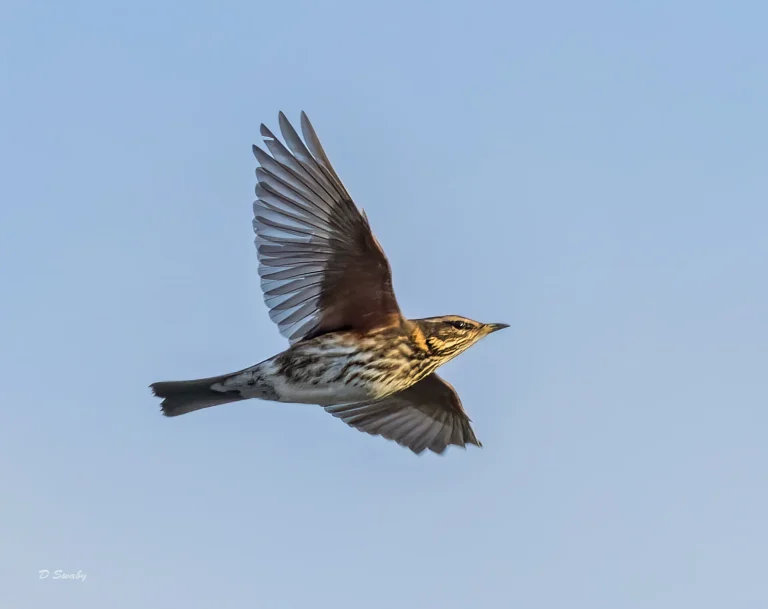Bird Gallery 2021