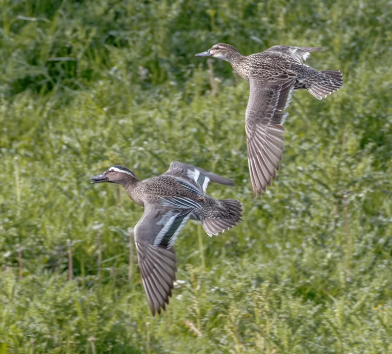 032A5045 Pair of Garganey