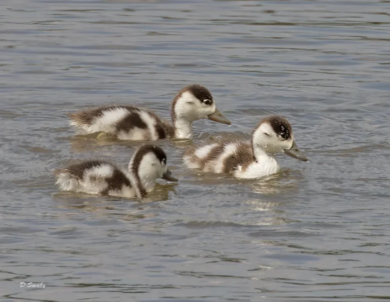Bird Gallery 2022