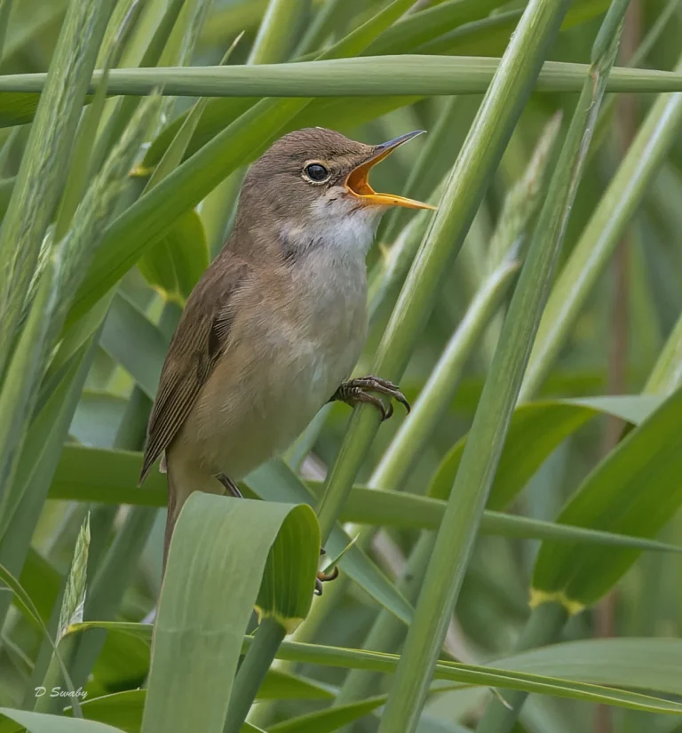 Bird Gallery 2022