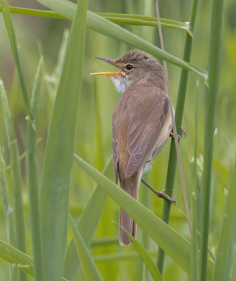Bird Gallery 2022