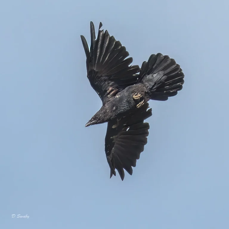 Bird Gallery 2022