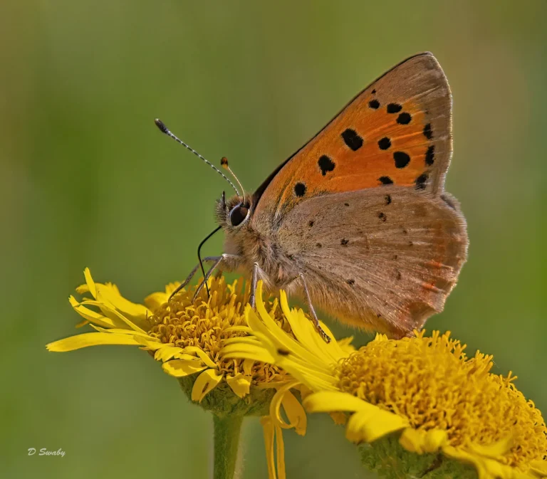 Insects