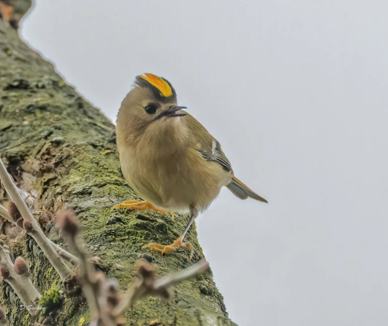 Bird Gallery 2022