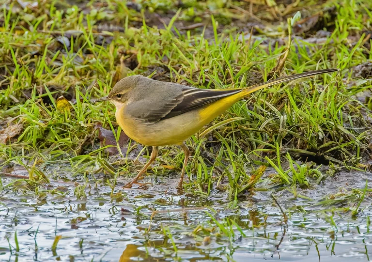 Bird Gallery 2021