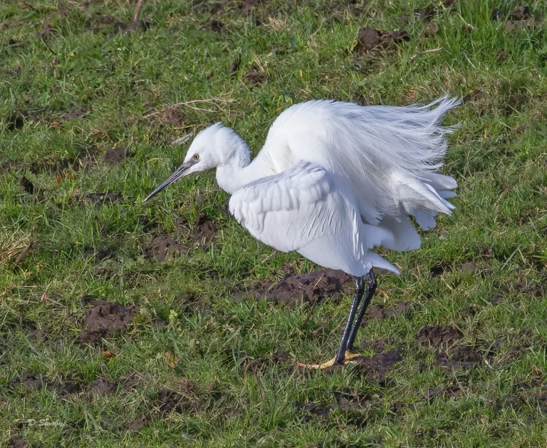 Bird Gallery 2021
