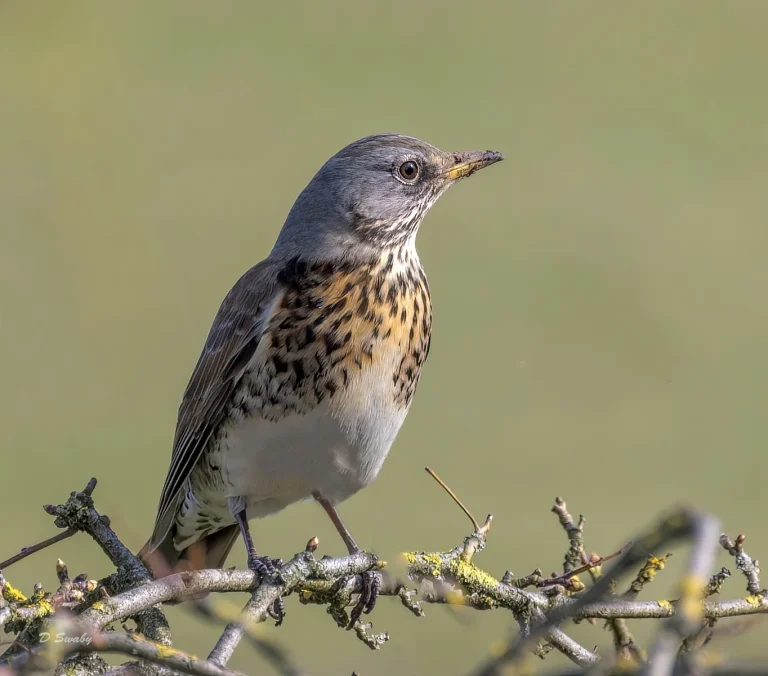 Bird Gallery 2022