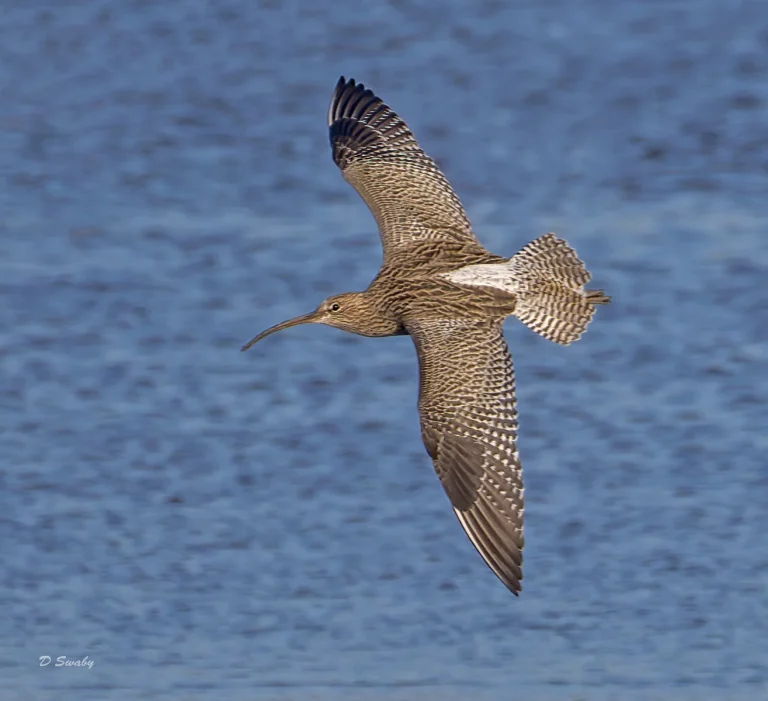 Bird Gallery 2021