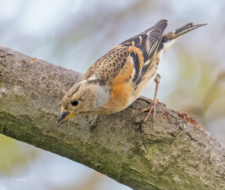 Bird Gallery 2022