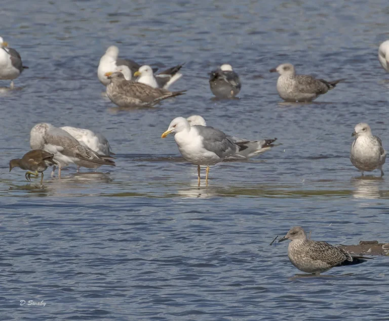 Bird Gallery 2022
