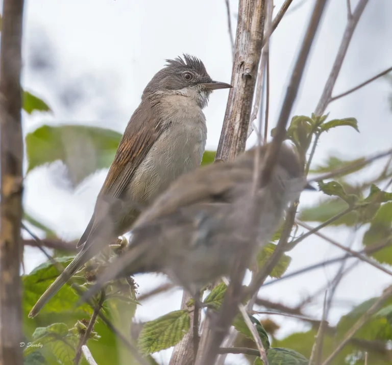 Bird Gallery 2022