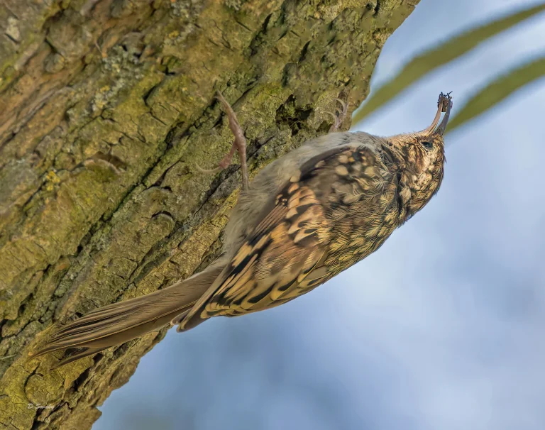 Bird Gallery 2022