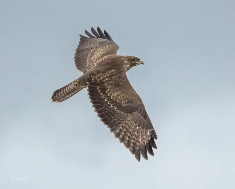 Bird Gallery 2021