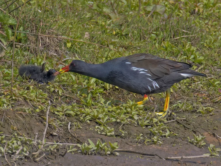 Bird Gallery 2022