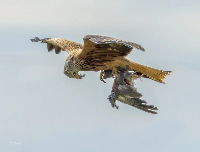 Bird Gallery 2022