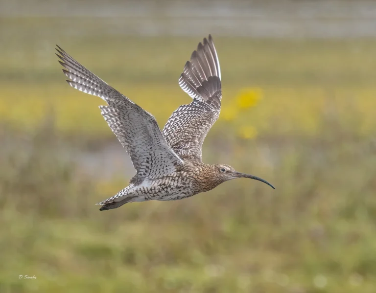 032A6192 Curlew