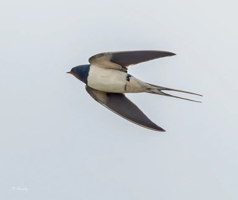Bird Gallery 2022