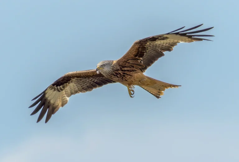 Bird Gallery 2022