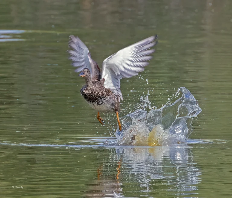 Bird Gallery 2022