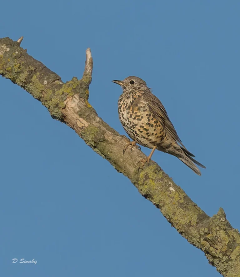 Bird Gallery 2022