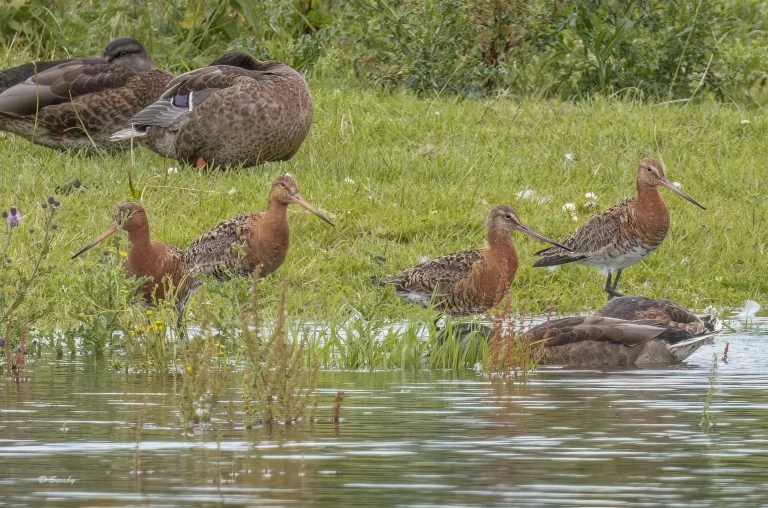 Black Tailed Godwits