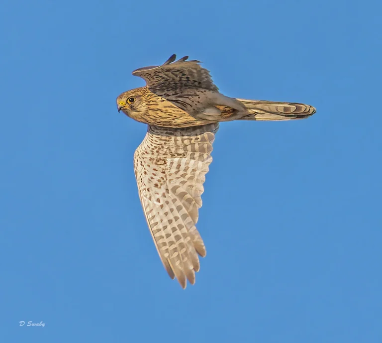 Bird Gallery 2022