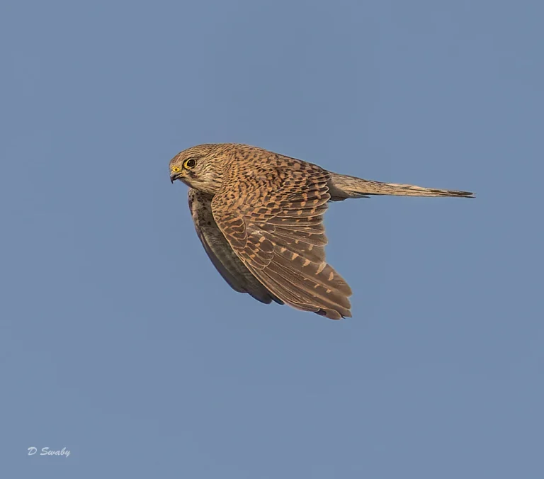 Bird Gallery 2022