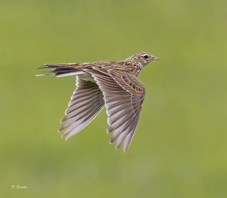 Bird Gallery 2022