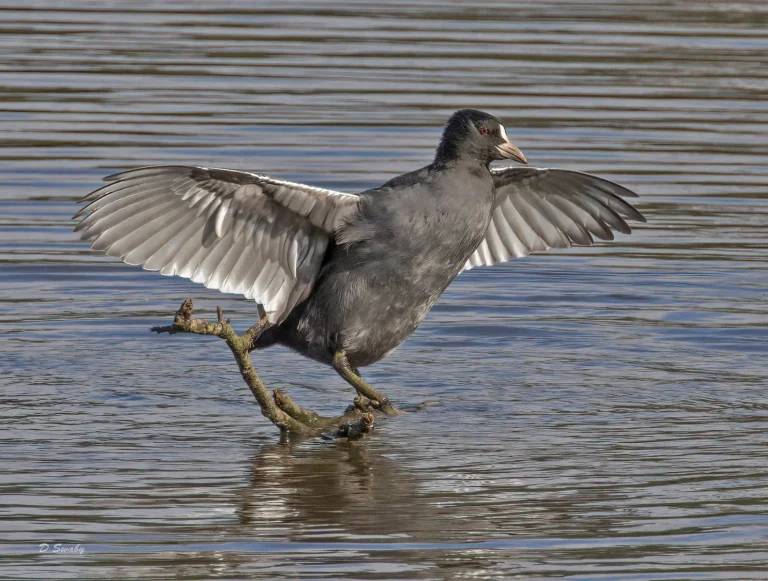 Bird Gallery 2021