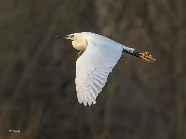 Bird Gallery 2022